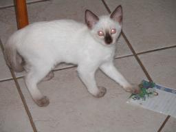 kittens - 071007 06